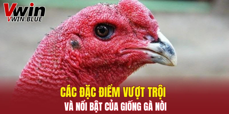 Đá Gà Thomo - Sân Chơi Hấp Dẫn Với Trận Đấu Kịch Tính 6 Các đặc điểm vượt trội và nổi bật của giống gà nòi