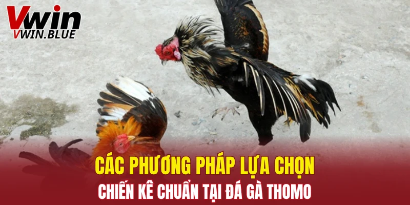 Đá Gà Đòn - Sân Chơi Kịch Tính Với Chiến Kê Vượt Trội 7 Các phương pháp lựa chọn chiến kê chuẩn tại đá gà Thomo