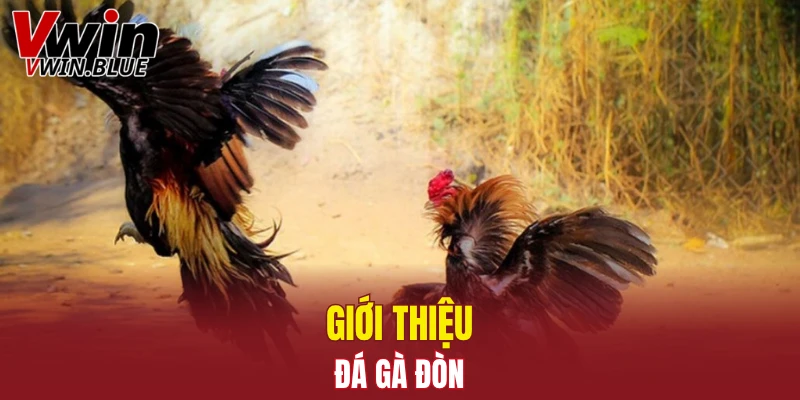 Đá Gà Thomo - Sân Chơi Hấp Dẫn Với Trận Đấu Kịch Tính 5 Giới thiệu đá gà đòn
