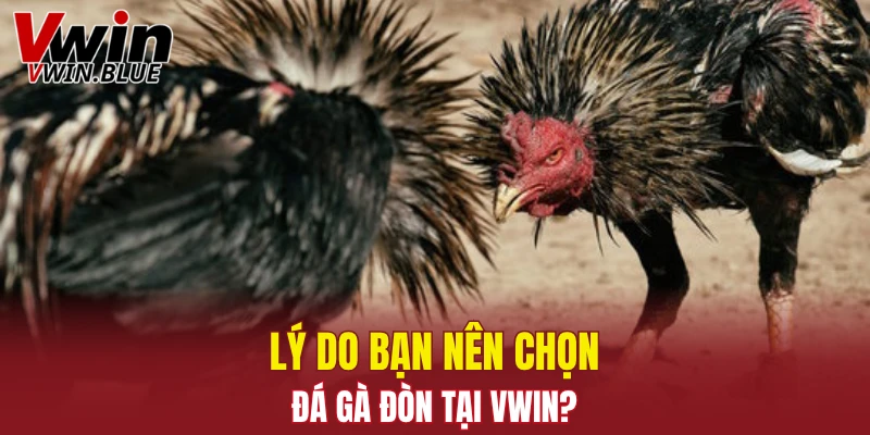 Đá Gà Thomo - Sân Chơi Hấp Dẫn Với Trận Đấu Kịch Tính 7 Lý do bạn nên chọn đá gà đòn tại Vwin?