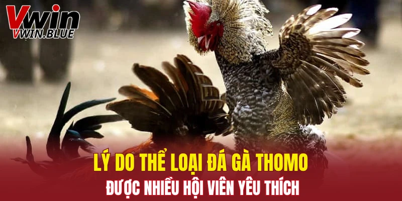 Đá Gà Đòn - Sân Chơi Kịch Tính Với Chiến Kê Vượt Trội 6 Lý do thể loại đá gà Thomo được nhiều hội viên yêu thích