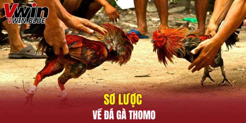 Đá Gà Đòn - Sân Chơi Kịch Tính Với Chiến Kê Vượt Trội 5 Sơ lược về đá gà Thomo
